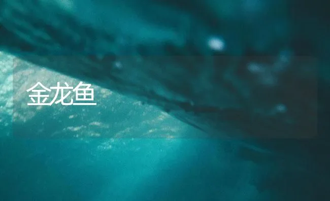 金龙鱼 | 海水养殖技术