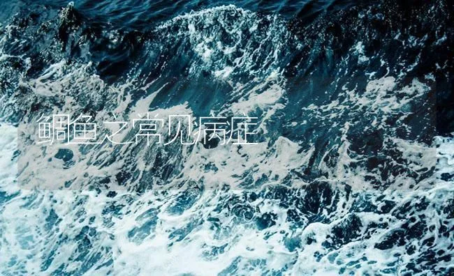 鲷鱼之常见病症 | 海水养殖技术