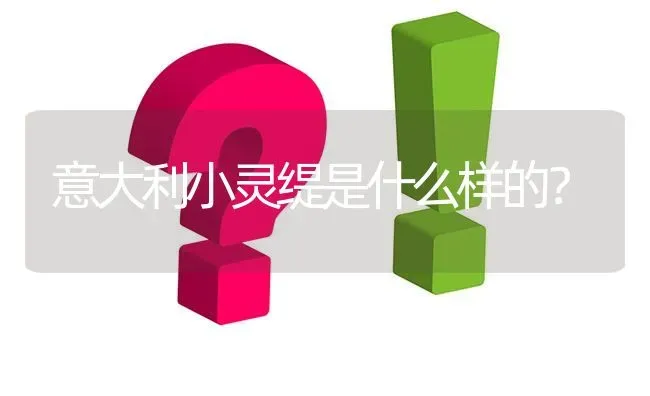 意大利小灵缇是什么样的？ | 动物养殖问答