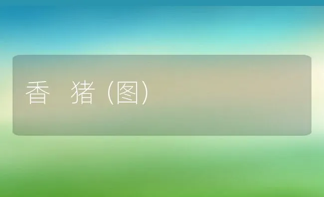 塘鱼常见病的防治 | 海水养殖技术