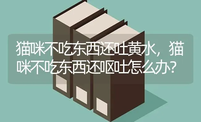 猫咪不吃东西还吐黄水，猫咪不吃东西还呕吐怎么办？ | 动物养殖问答