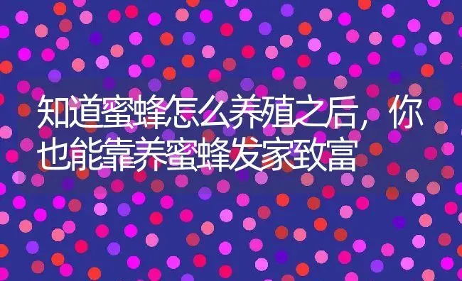 知道蜜蜂怎么养殖之后，你也能靠养蜜蜂发家致富 | 动物养殖百科