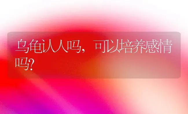 乌龟认人吗，可以培养感情吗？ | 动物养殖问答