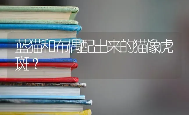蓝猫和布偶配出来的猫像虎斑？ | 动物养殖问答