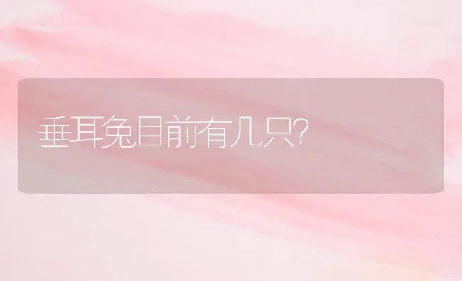 垂耳兔目前有几只？ | 动物养殖问答