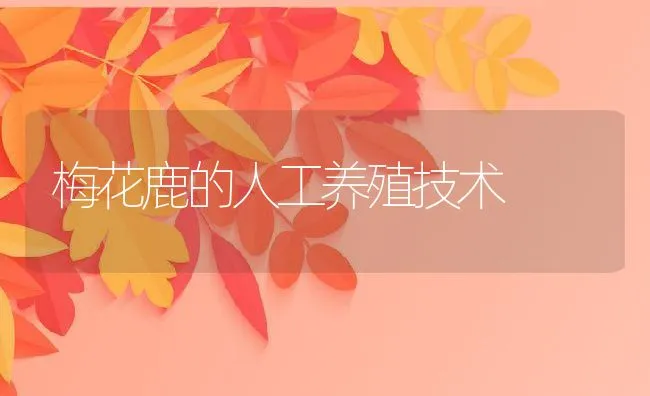 梅花鹿的人工养殖技术 | 动物养殖学堂