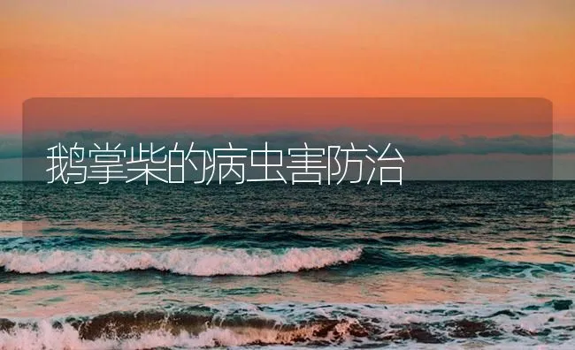 鹅掌柴的病虫害防治 | 海水养殖技术