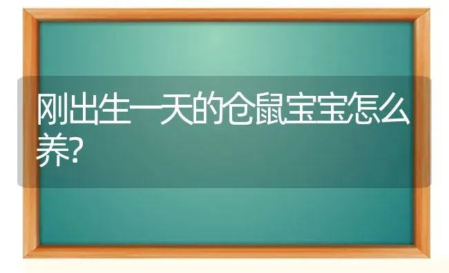 刚出生一天的仓鼠宝宝怎么养？ | 动物养殖问答