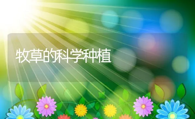 牧草的科学种植 | 动物养殖饲料