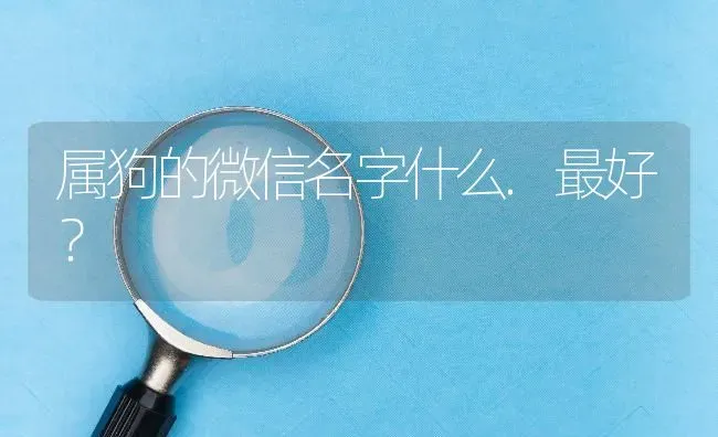 属狗的微信名字什么.最好？ | 动物养殖问答