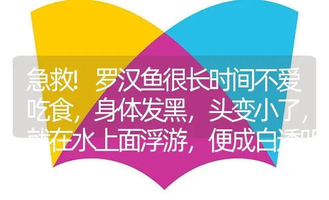 急救!罗汉鱼很长时间不爱吃食，身体发黑，头变小了，就在水上面浮游，便成白透明状。请问怎么办？ | 鱼类宠物饲养