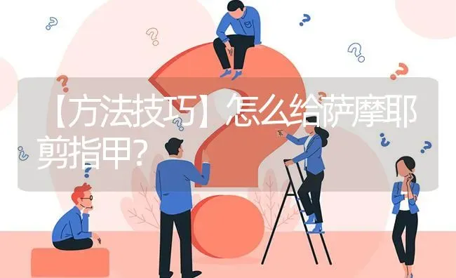 【方法技巧】怎么给萨摩耶剪指甲？ | 动物养殖问答