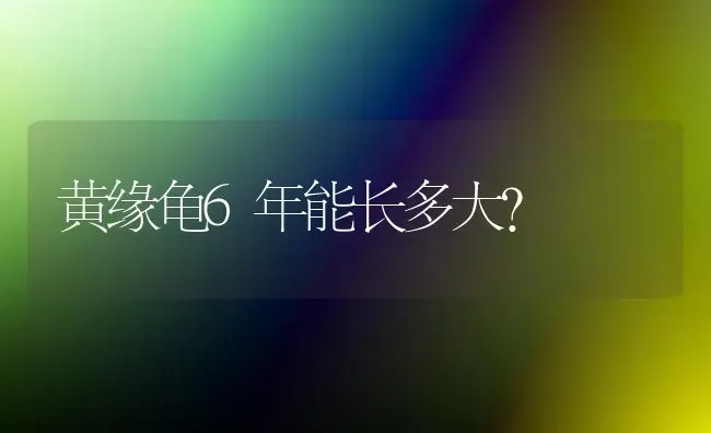 黄缘龟6年能长多大？ | 动物养殖问答