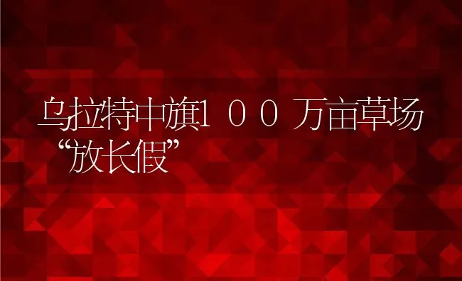 乌拉特中旗100万亩草场“放长假” | 动物养殖饲料