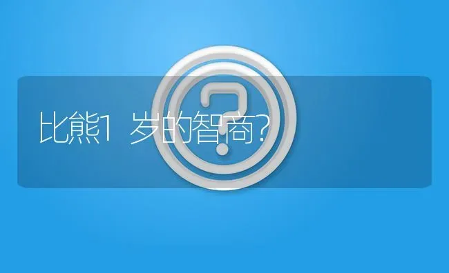 比熊1岁的智商？ | 动物养殖问答