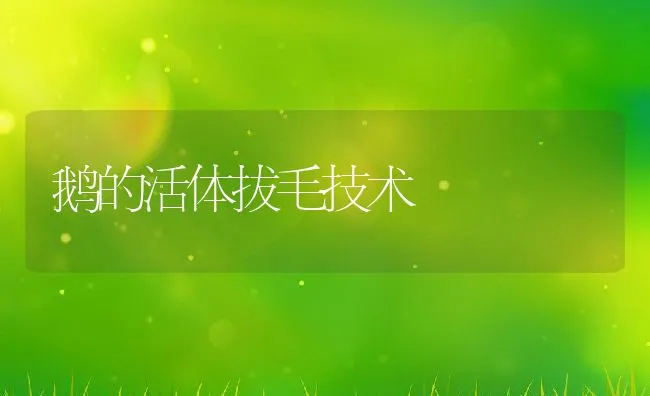 鹅的活体拔毛技术 | 动物养殖饲料