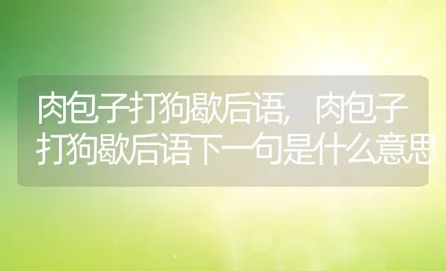 肉包子打狗歇后语,肉包子打狗歇后语下一句是什么意思 | 宠物百科知识