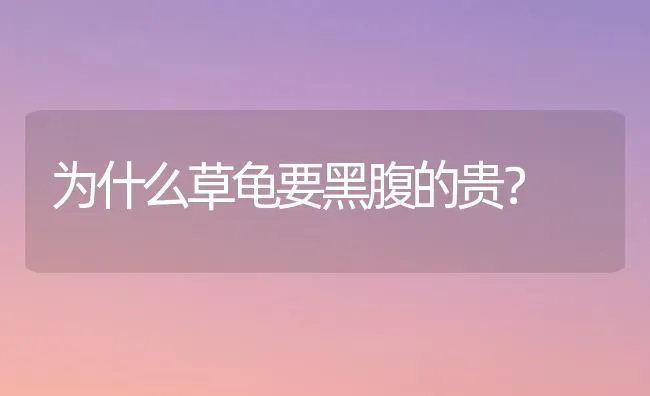 为什么草龟要黑腹的贵？ | 动物养殖问答