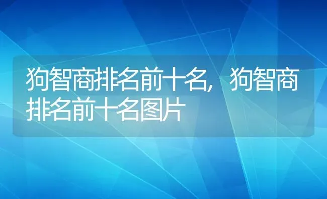 狗智商排名前十名,狗智商排名前十名图片 | 宠物百科知识