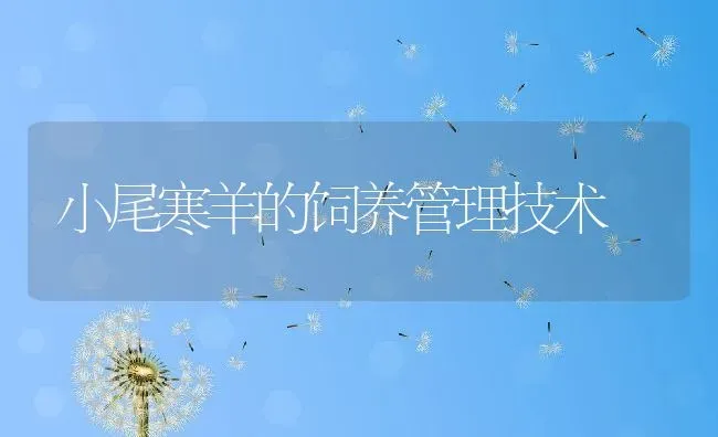 小尾寒羊的饲养管理技术 | 动物养殖百科