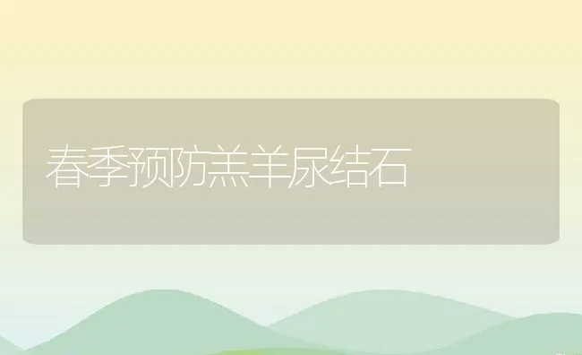 春季预防羔羊尿结石 | 动物养殖学堂