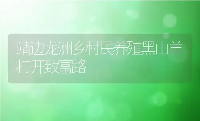 靖边龙洲乡村民养殖黑山羊打开致富路 | 动物养殖教程