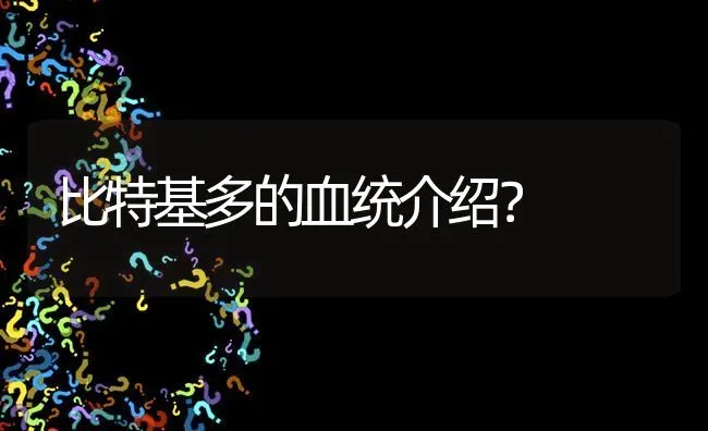 比特基多的血统介绍？ | 动物养殖问答