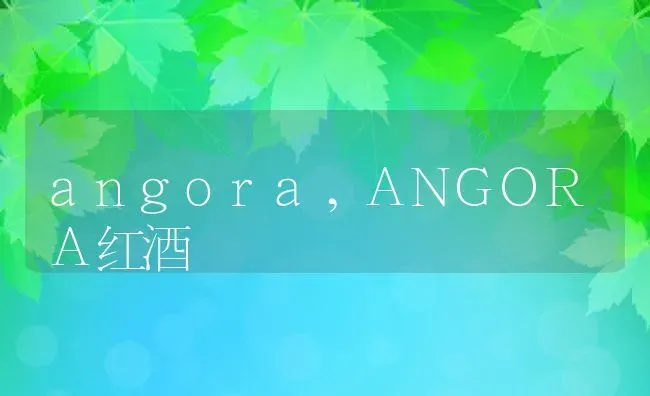 angora,ANGORA红酒 | 宠物百科知识