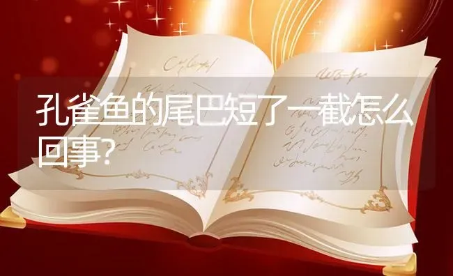 孔雀鱼的尾巴短了一截怎么回事？ | 鱼类宠物饲养