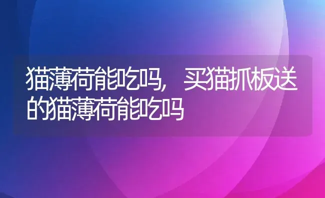 猫薄荷能吃吗,买猫抓板送的猫薄荷能吃吗 | 宠物百科知识