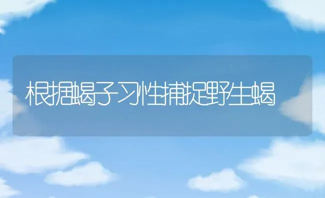 根据蝎子习性捕捉野生蝎 | 动物养殖百科