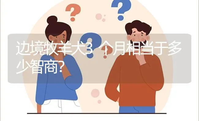 边境牧羊犬3个月相当于多少智商？ | 动物养殖问答