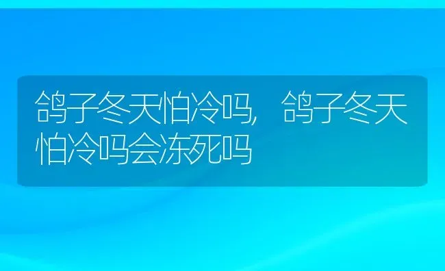 鸽子冬天怕冷吗,鸽子冬天怕冷吗会冻死吗 | 宠物百科知识