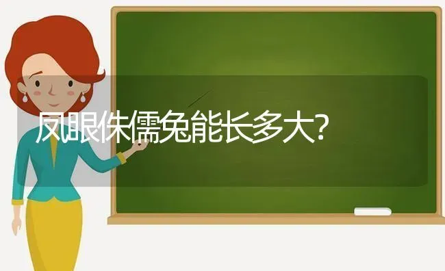 凤眼侏儒兔能长多大？ | 动物养殖问答