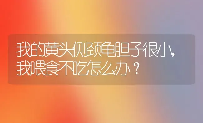 我的黄头侧颈龟胆子很小，我喂食不吃怎么办？ | 动物养殖问答