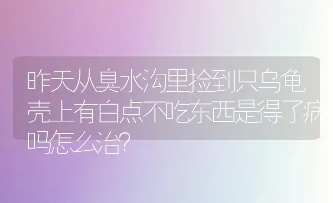 昨天从臭水沟里捡到只乌龟壳上有白点不吃东西是得了病吗怎么治？ | 动物养殖问答