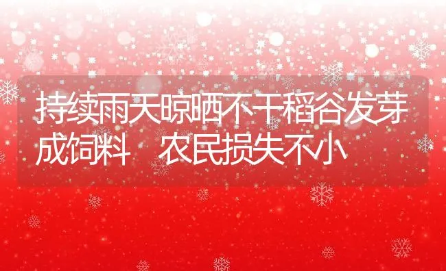 持续雨天晾晒不干稻谷发芽成饲料 农民损失不小 | 动物养殖学堂