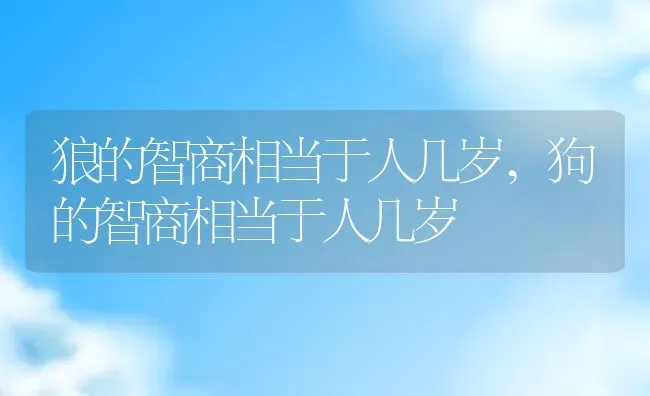 狼的智商相当于人几岁,狗的智商相当于人几岁 | 宠物百科知识