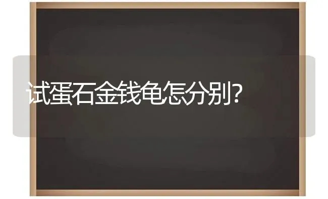 试蛋石金钱龟怎分别？ | 动物养殖问答