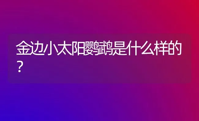 金边小太阳鹦鹉是什么样的？ | 动物养殖问答