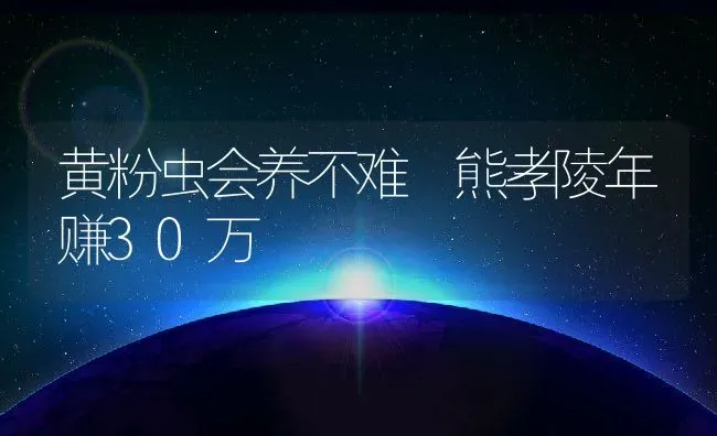 黄粉虫会养不难 熊孝陵年赚30万 | 动物养殖教程