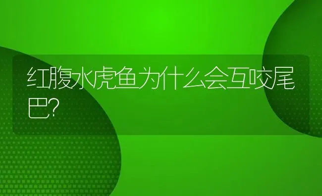 红腹水虎鱼为什么会互咬尾巴？ | 鱼类宠物饲养