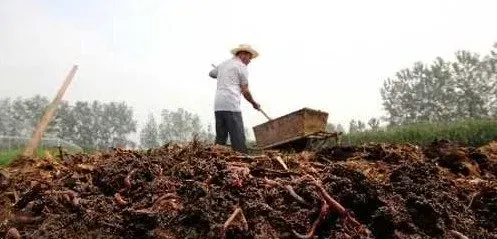 牛粪养蚯蚓效益分析及风险提示