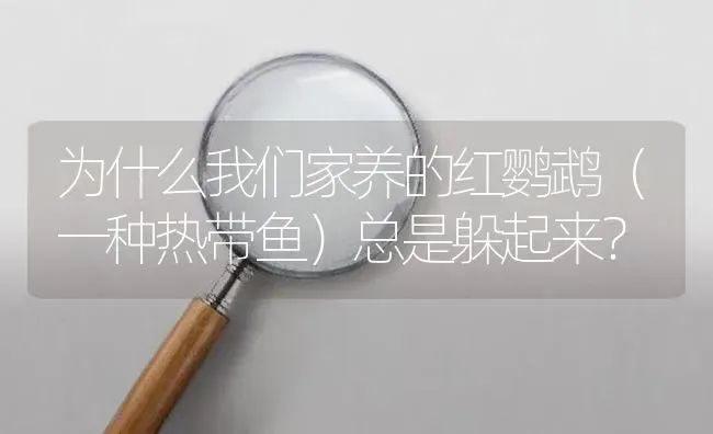 为什么我们家养的红鹦鹉（一种热带鱼）总是躲起来？ | 鱼类宠物饲养