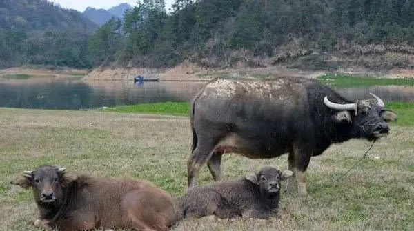 夏季畜禽中暑症状是什么？