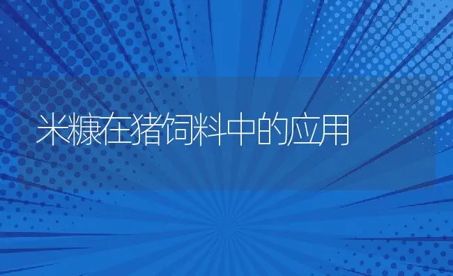 米糠在猪饲料中的应用 | 动物养殖饲料