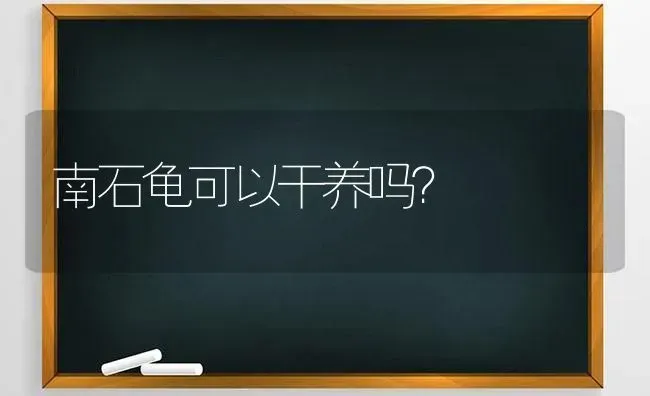 南石龟可以干养吗？ | 动物养殖问答