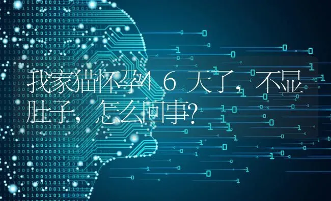 我家猫怀孕46天了，不显肚子，怎么回事？ | 动物养殖问答