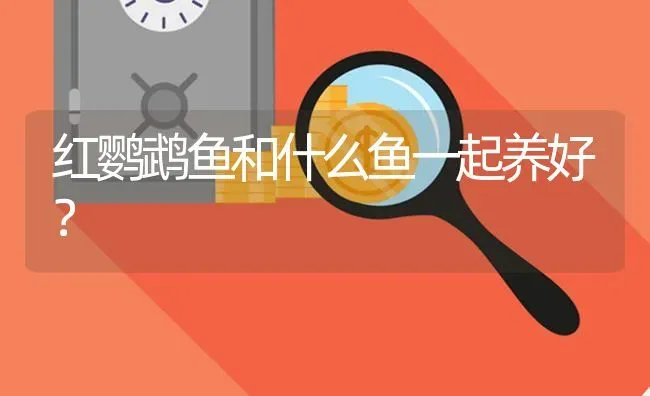 红鹦鹉鱼和什么鱼一起养好？ | 鱼类宠物饲养