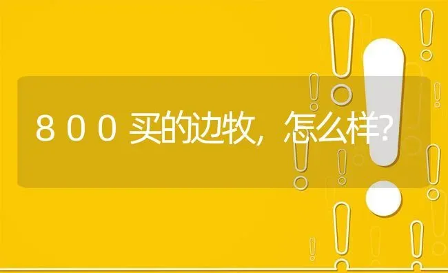 800买的边牧，怎么样？ | 动物养殖问答